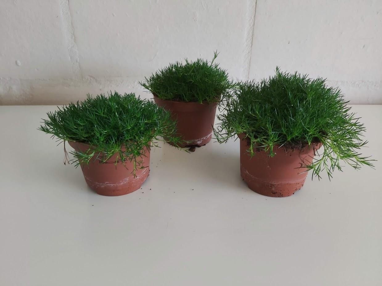 Sagina subulata, D 10