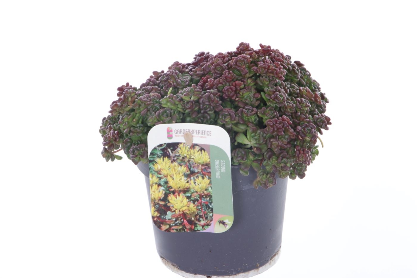 Sedum oreganum, D 13