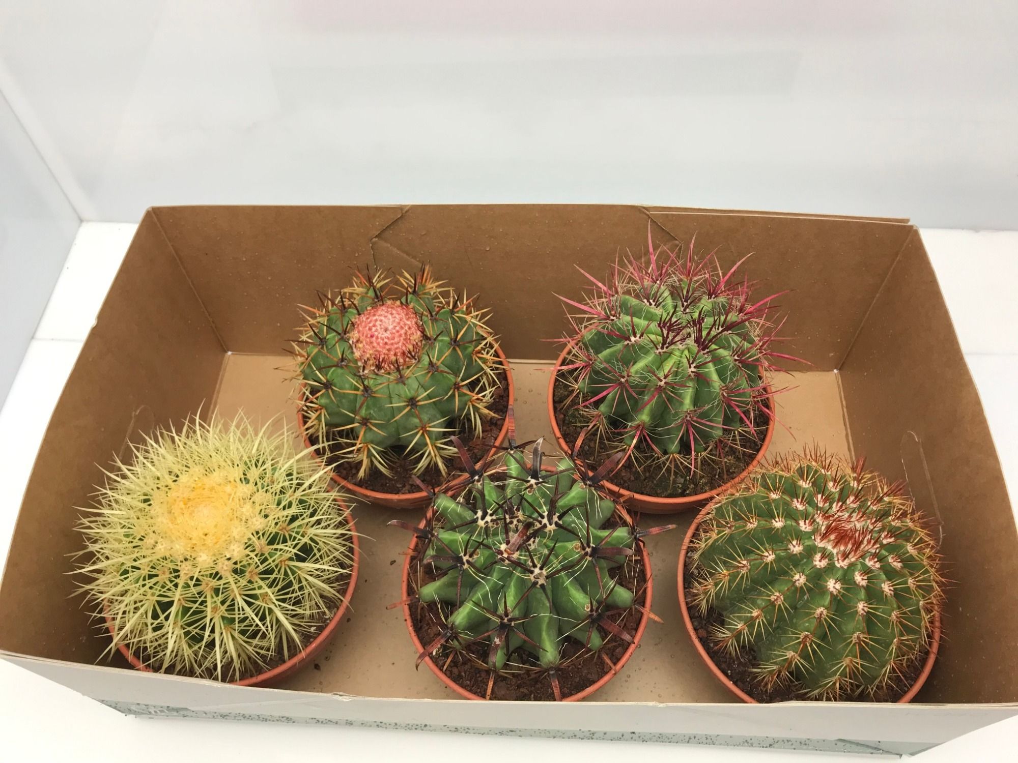 105 Cactus Schaal 16 cm Tenerife, D 16 cm