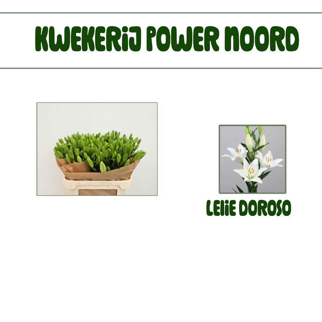 Лилия Доросо 85, шт.