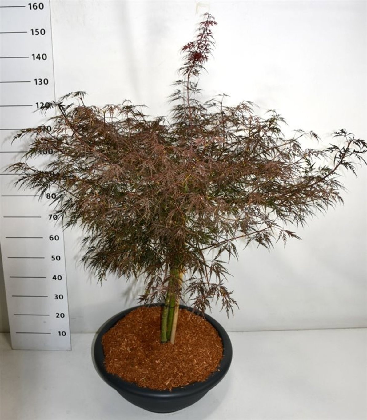 Acer pal. 'Firecracker', D 54