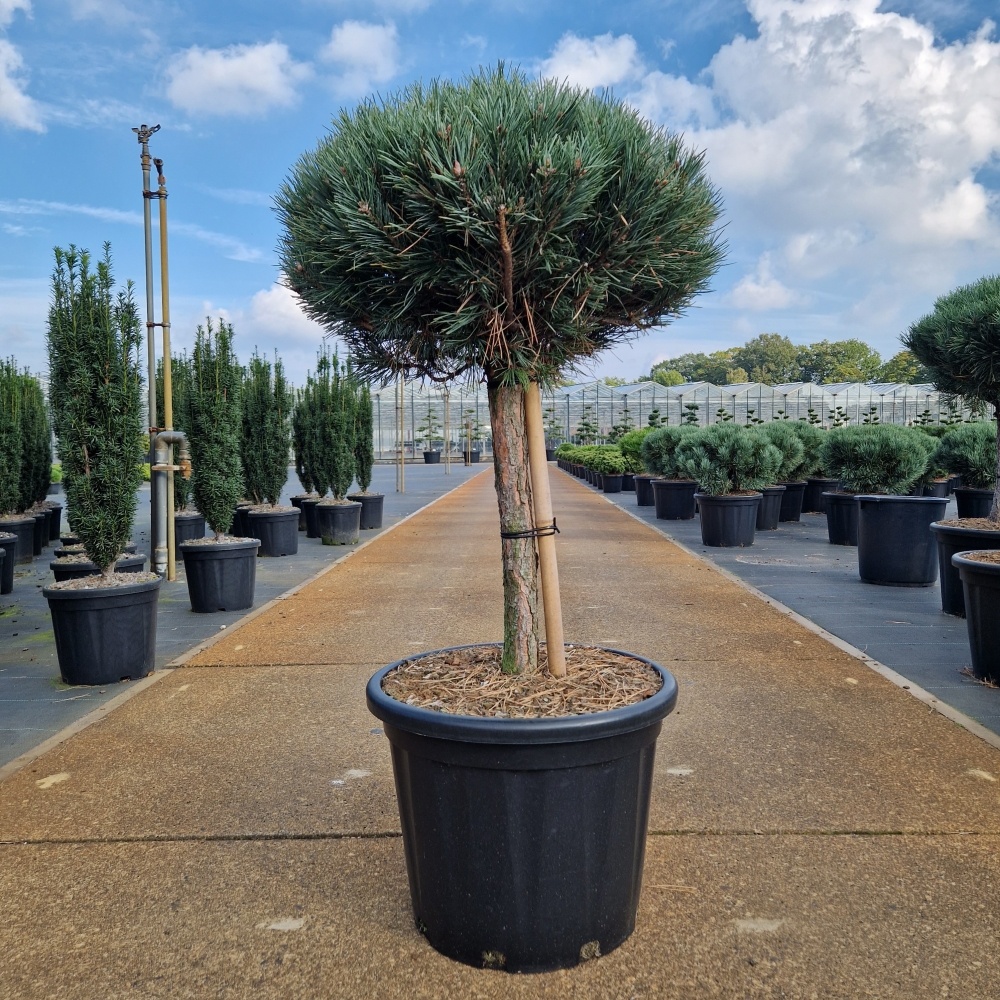Pinus sylvestris 'Watereri', D 44 cm