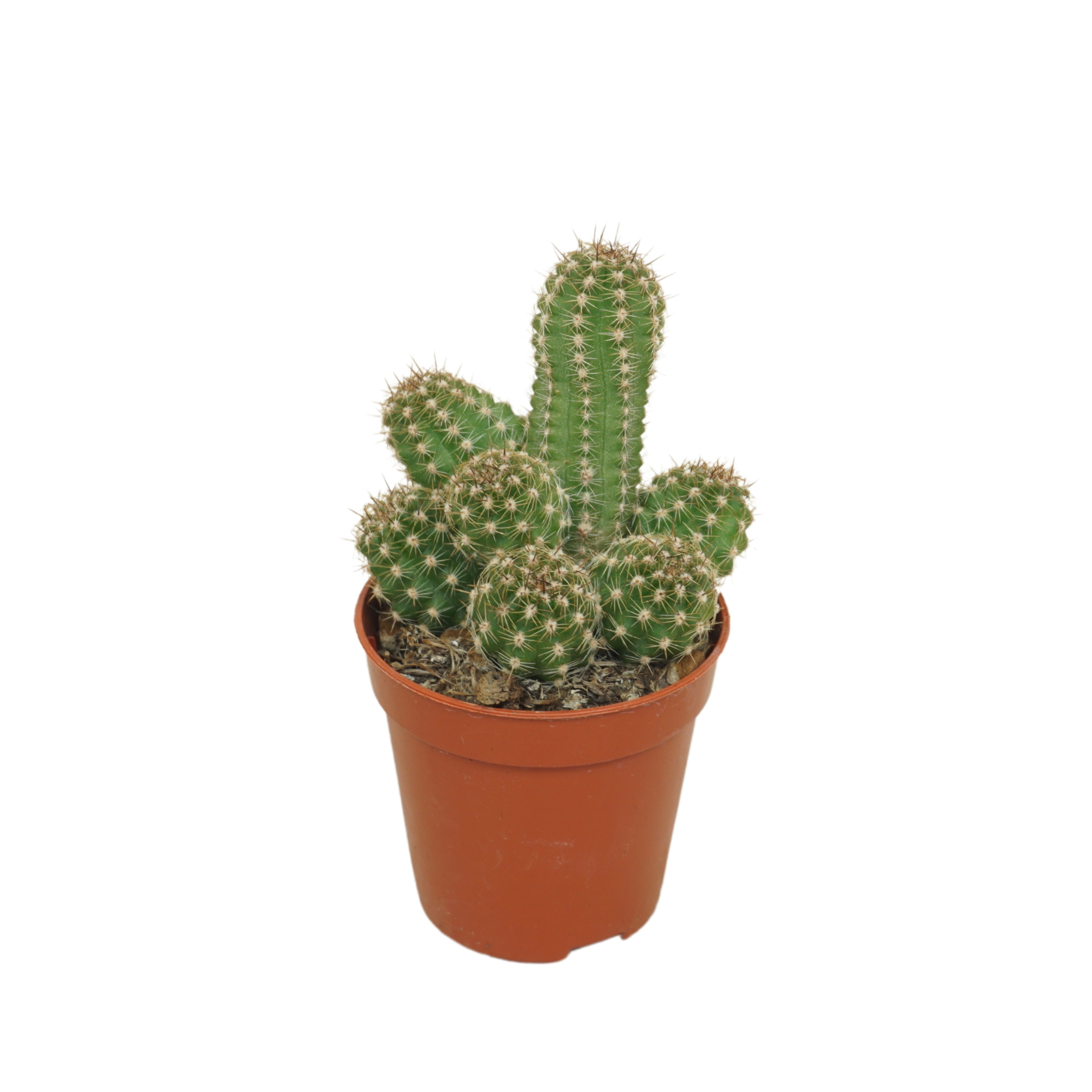 Chameocereus Ubink 'Cerise' 5,5 cm, D 5,5