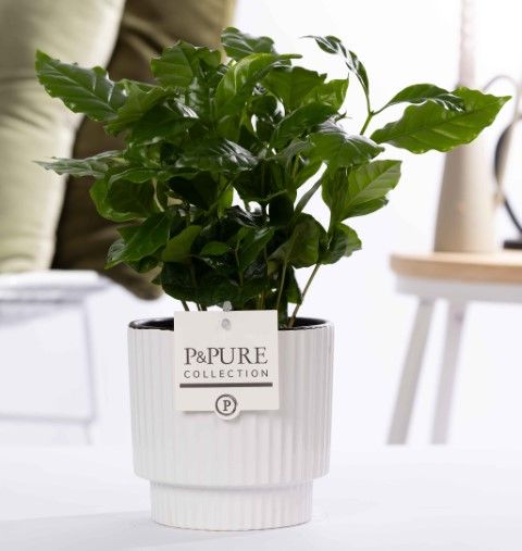Coffea Arabica in P&PURE Ivy ceramics shiny white, D 12