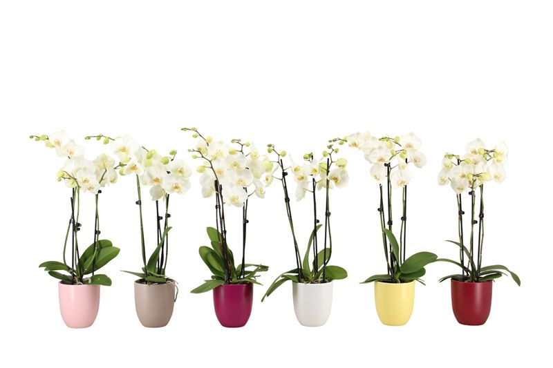 Hugo p12 mix paradise Phal white 3T18+, D 12