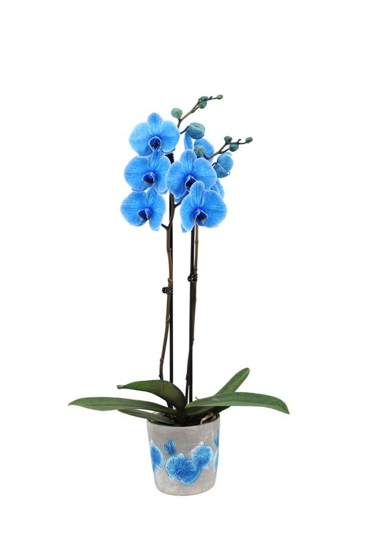 Fiore blue Phal I am Blue 2T14+, D 12