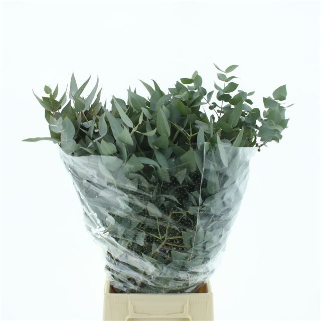 Эвкалипт Цинерея за пучок 70 (зел.), пуч.