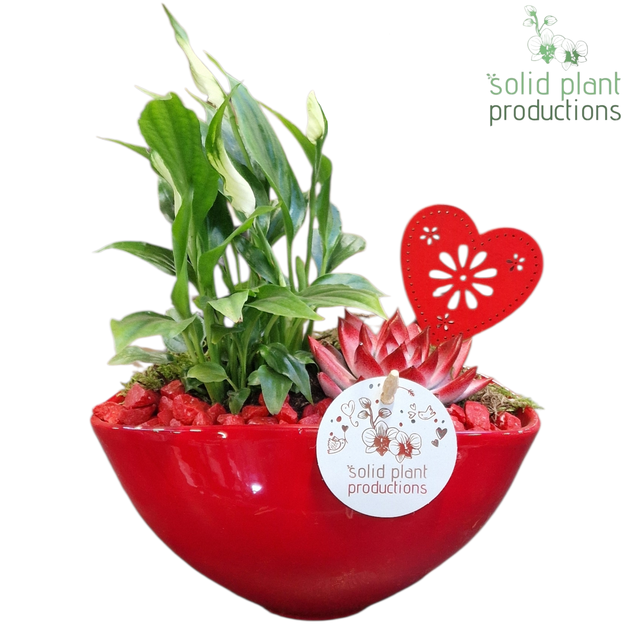 SE006 Katty Red VM, D 19