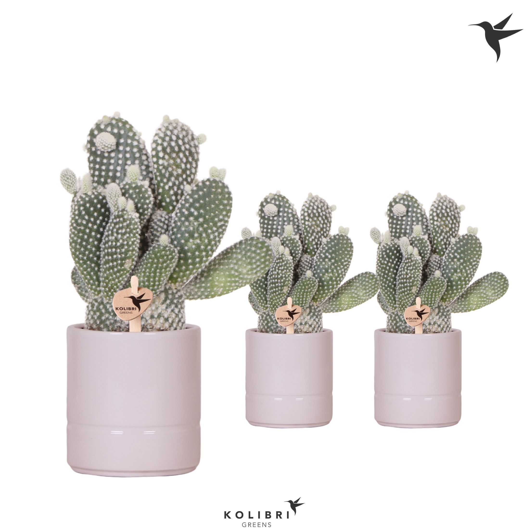 Kolibri Greens Opuntia white in Pastel pot pink, D 9 cm