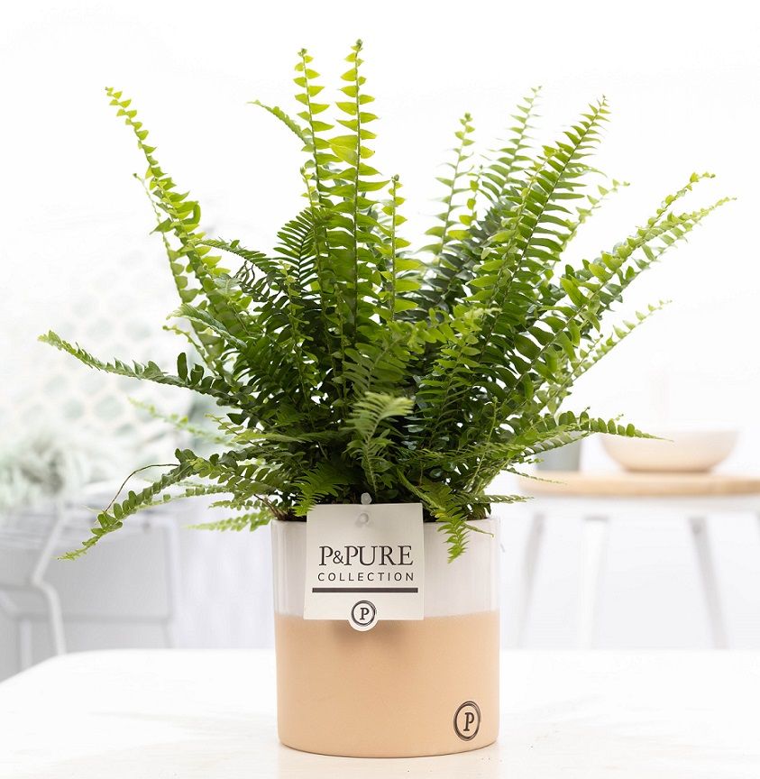 Nephrolepis Green Lady in P&PURE Rosy cer., D 12