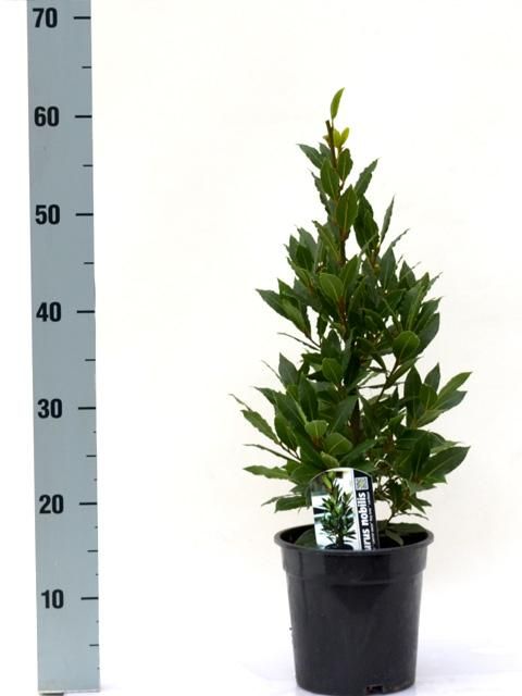 Laurus nobilis Pyramide - Vlaamse Laurier Europees Erkend, D 17