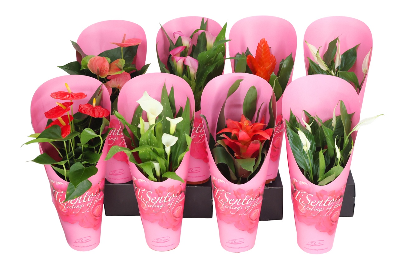 Bloeimix 12 cm | Spreciall in Giftcover 2, D 12