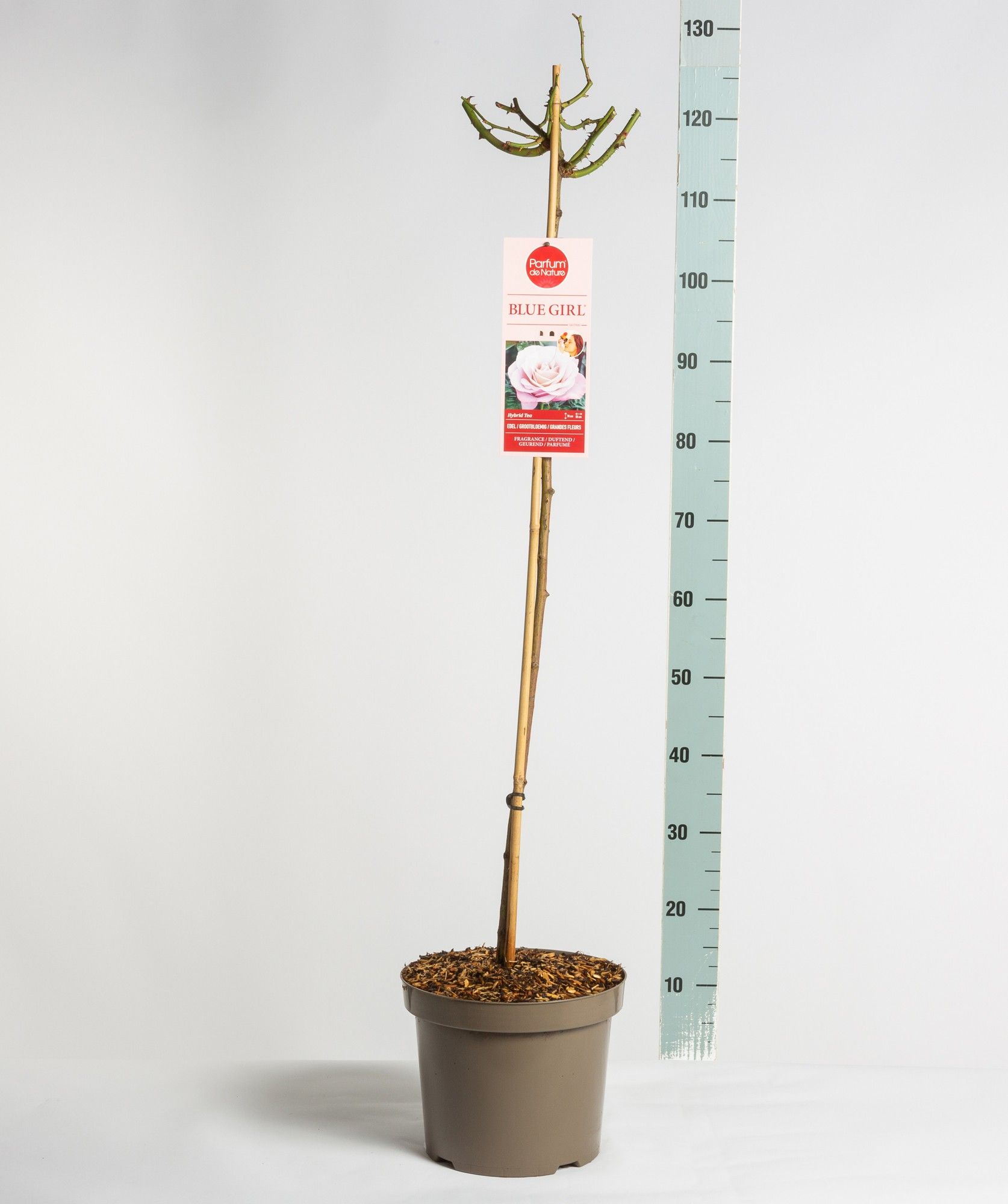 Parfum de Nature Blue Girl ®, stam 90, C7.5, D 26