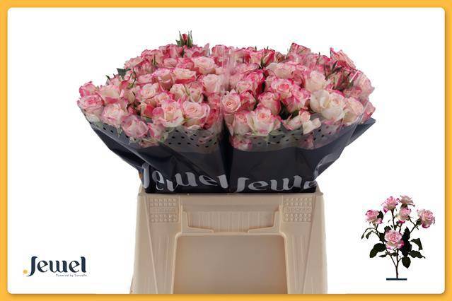 Роза куст. Рефлекс 40 (розово-бел.), шт.