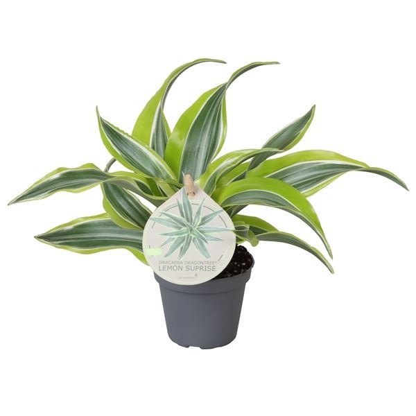 Dracaena Dragontree� Lemon Surprise W. Label 6 cm, D 6 cm