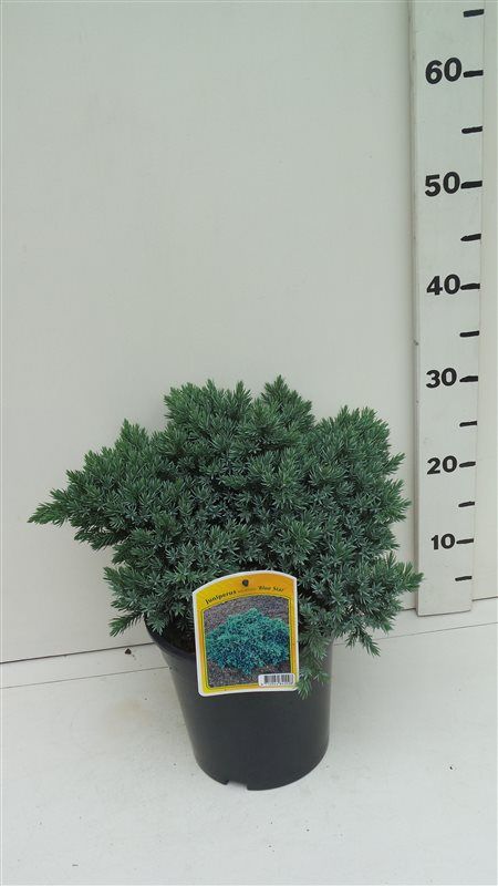 Juniperus squamata 'Blue Star', D 19