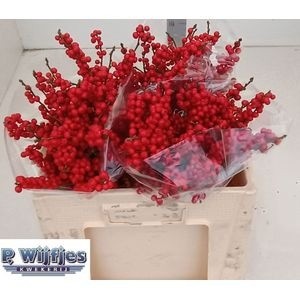 Илекс Красные ягоды 50, шт.