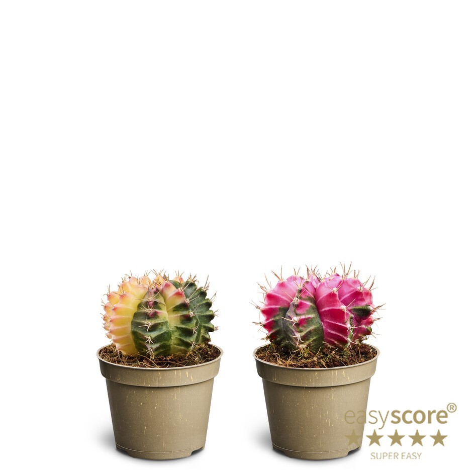 GYMNOCALYCIUM MIHANOVICHI GLOW, D 6 cm