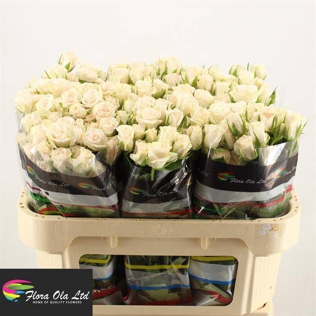 Роза куст. Роял Порселина 70, шт.