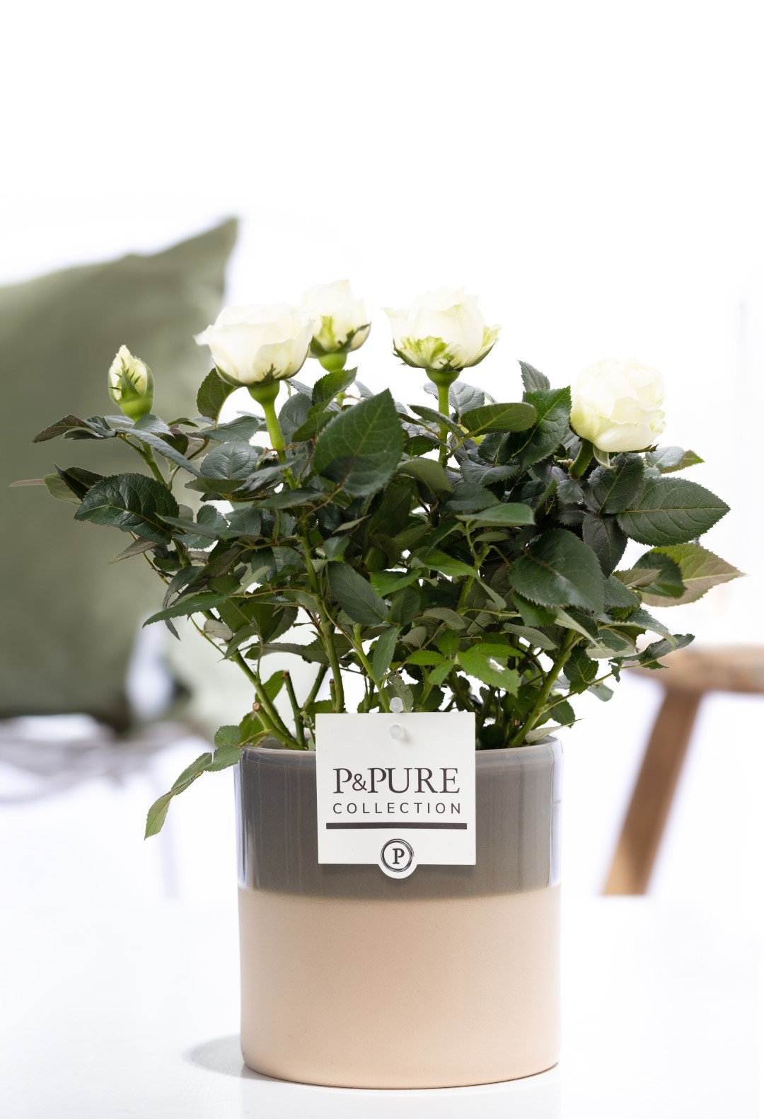 Rosa white in P&PURE Tess 2 ceramics green, D 12