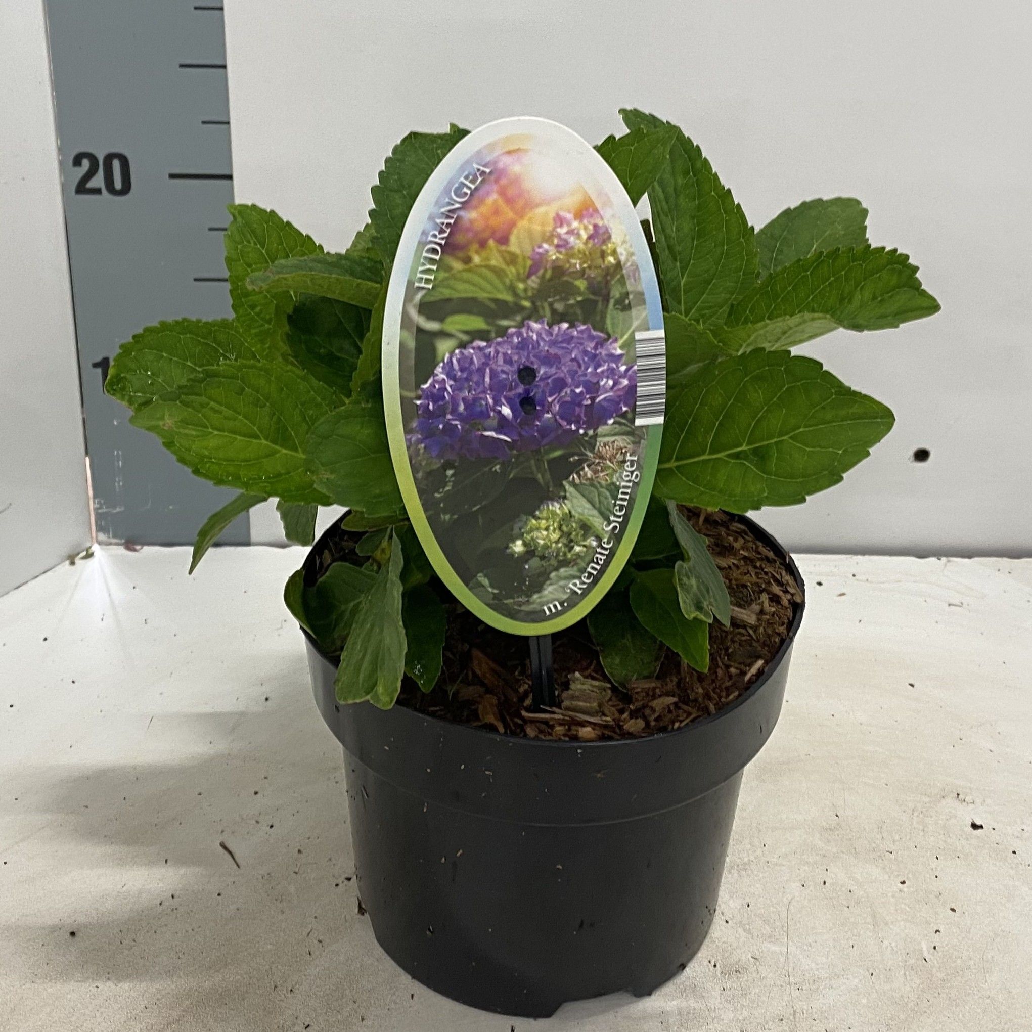 Hydrangea macr. 'Renate Steiniger', D 17 cm