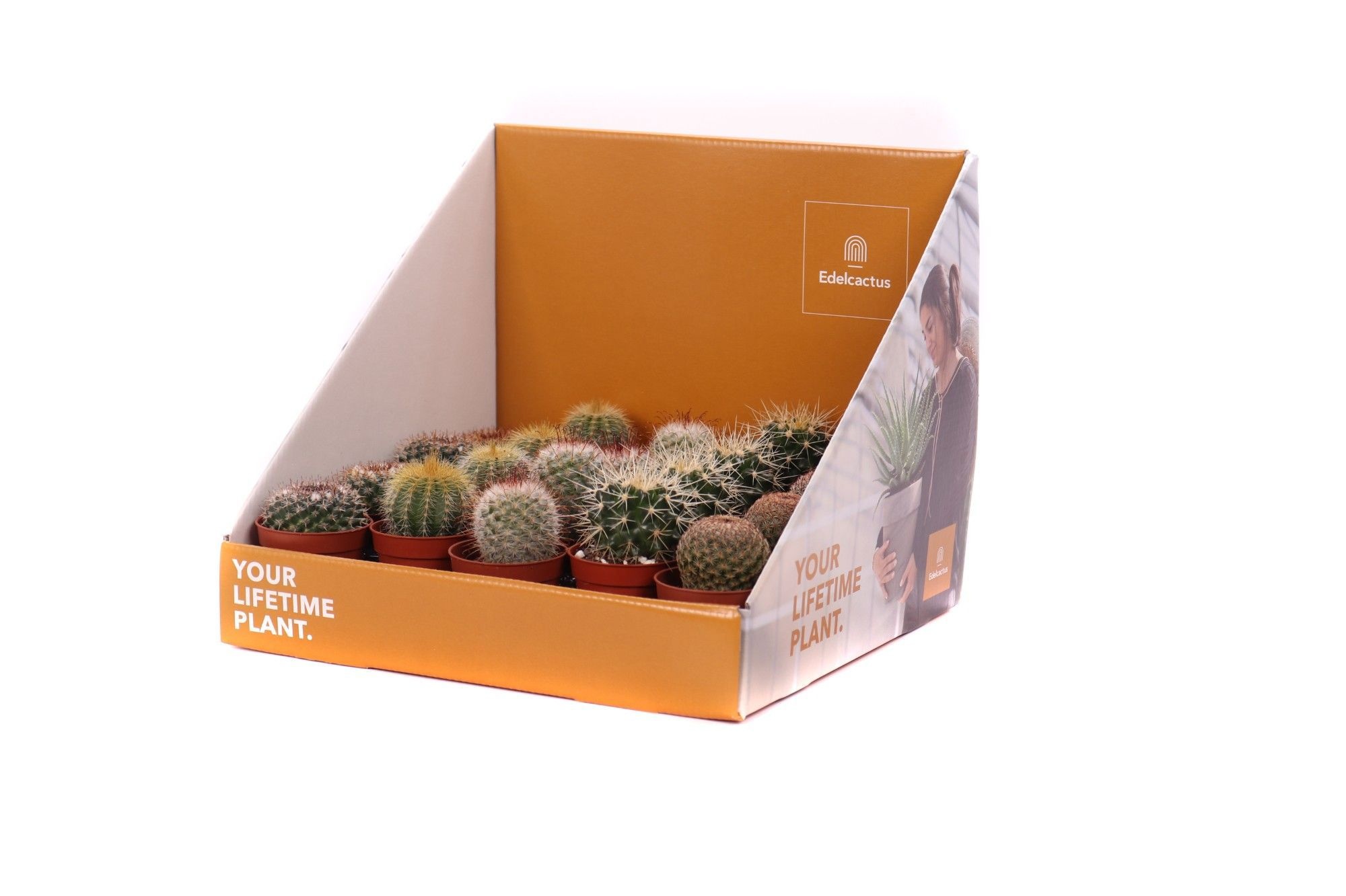 Cactus bollen 5,5 cm in showdoos your lifetime plant, D 5,5
