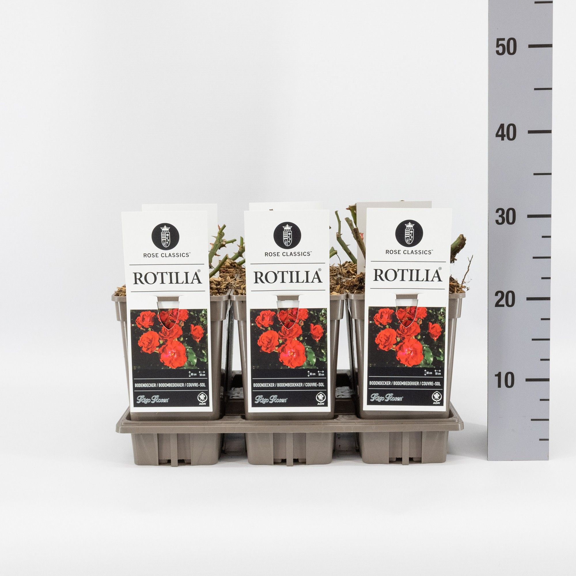 Rosa (P) Rotilia ®, C3, D 17 cm