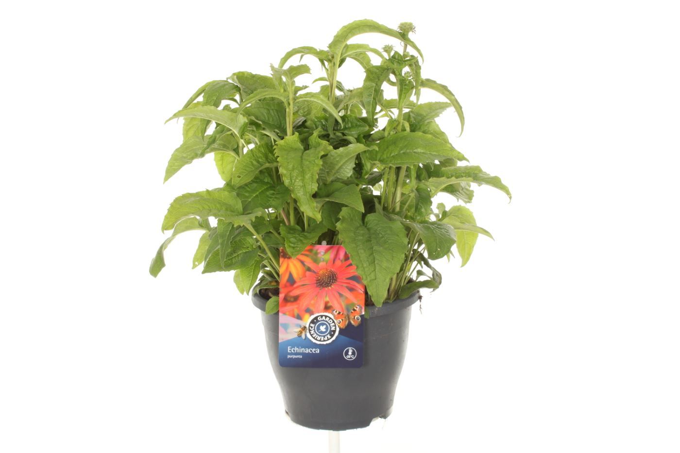 Echinacea purp. Prairie Blaze Orange Sunset, D 23