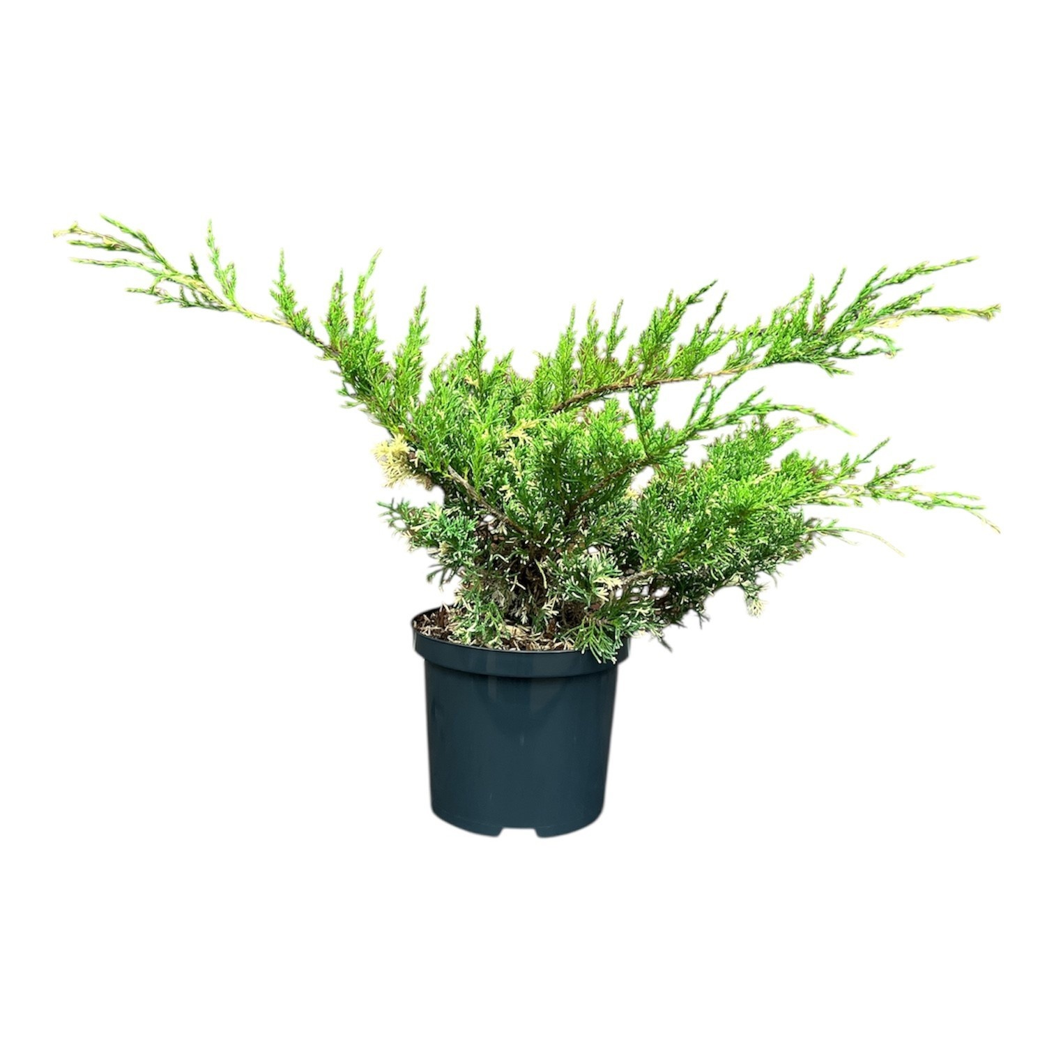 Juniperus h. 'White Splash', D 18