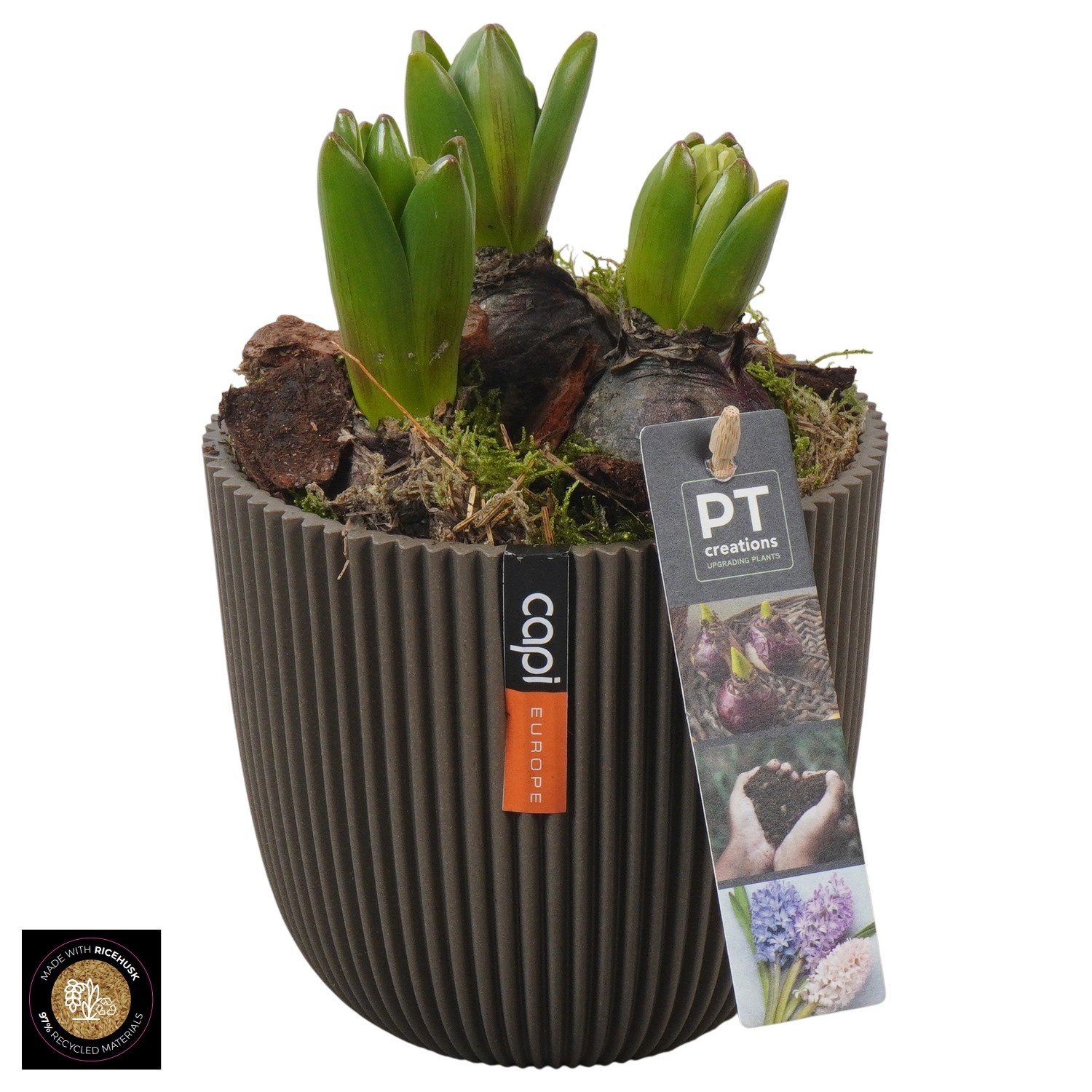PTHC9186 Arrangement Hyacints in Capi pot, D 13