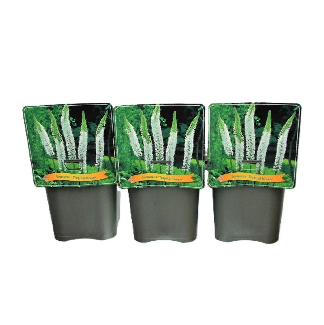 Eremurus 'Tropical Dream' C5, D 21
