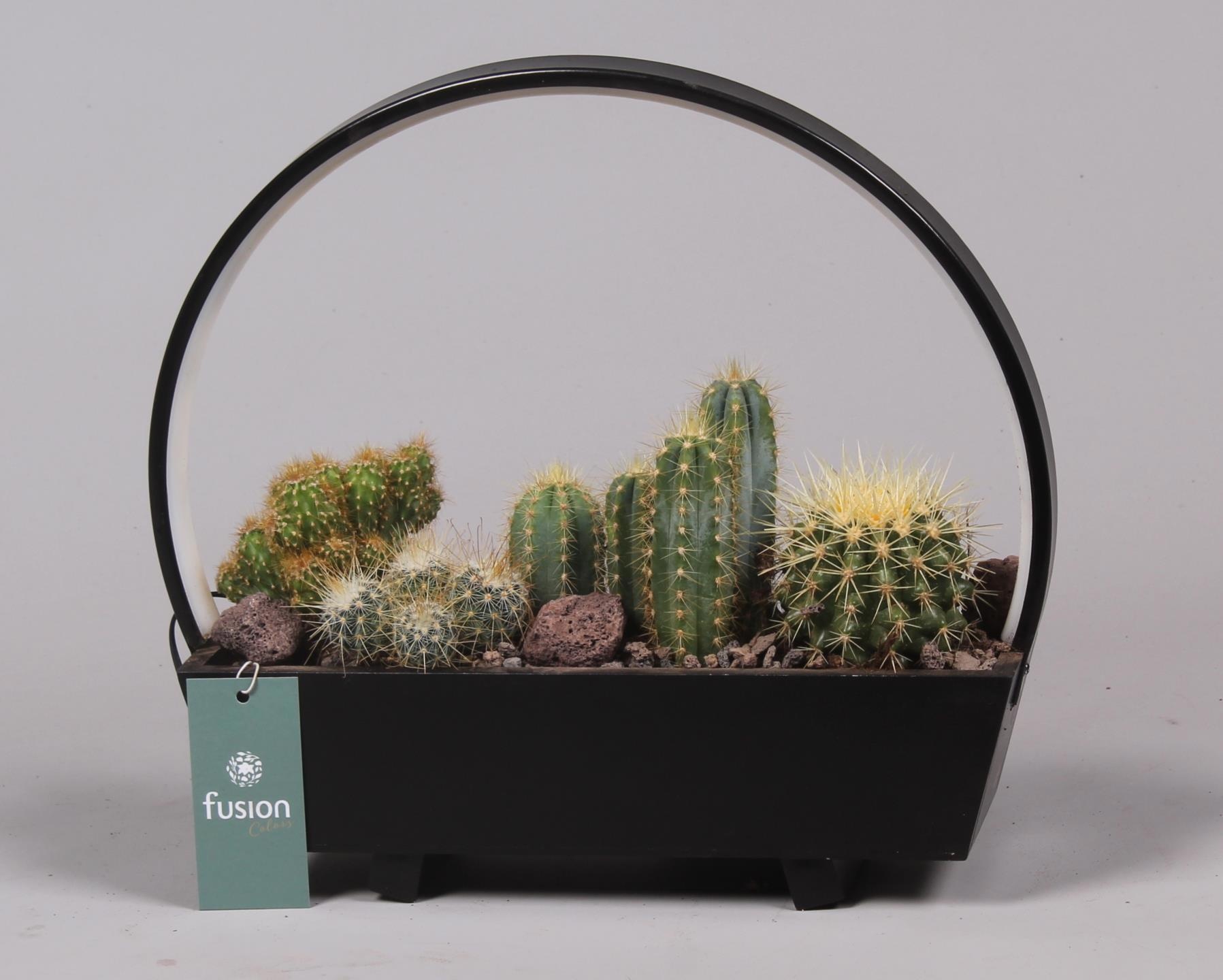 Lamp LED boog hout met Cactus mix, D 32