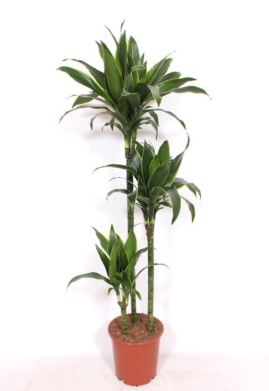 Dracaena Arturo 90-60-30, D 24 cm