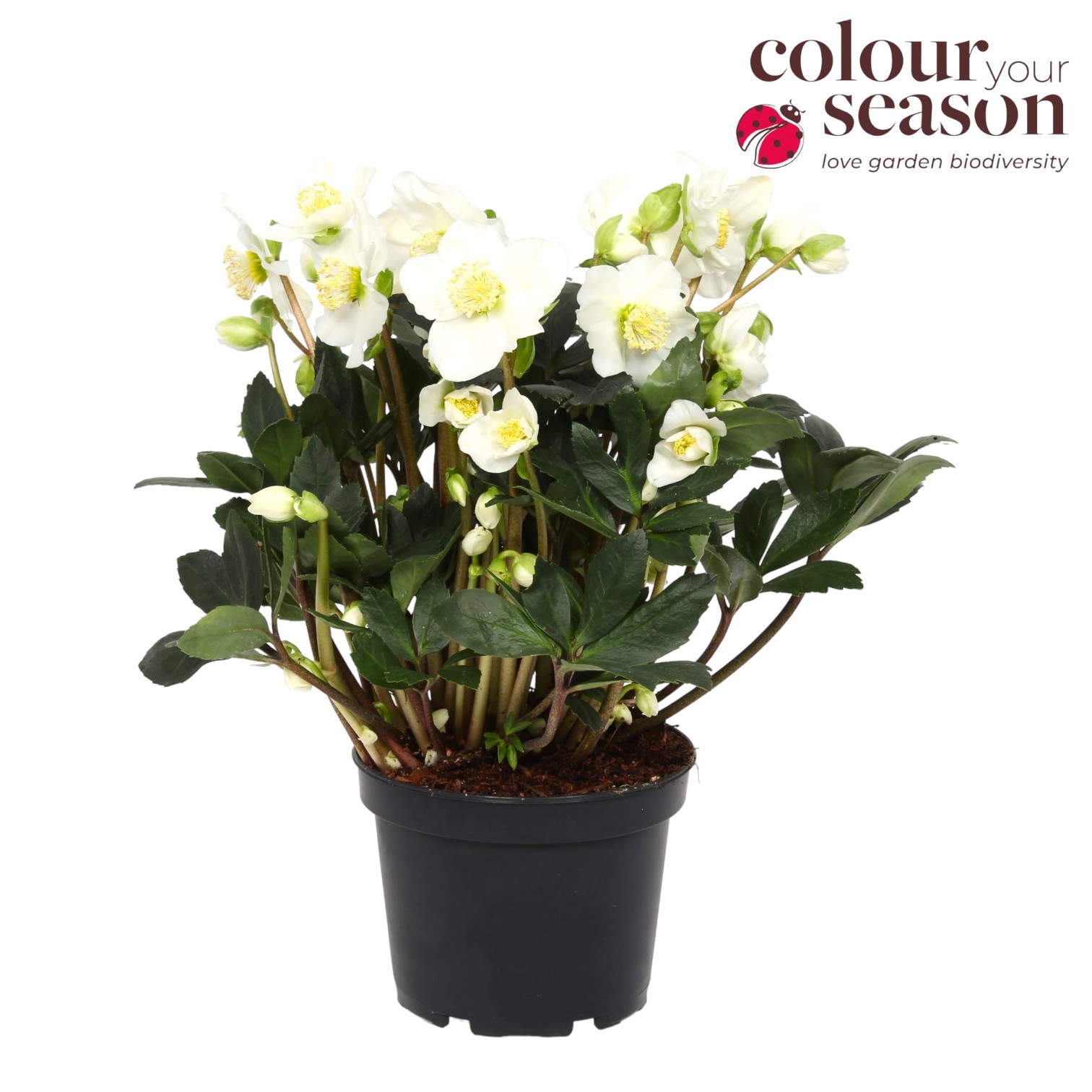 Helleborus Niger Snow Sparkle P19, D 19