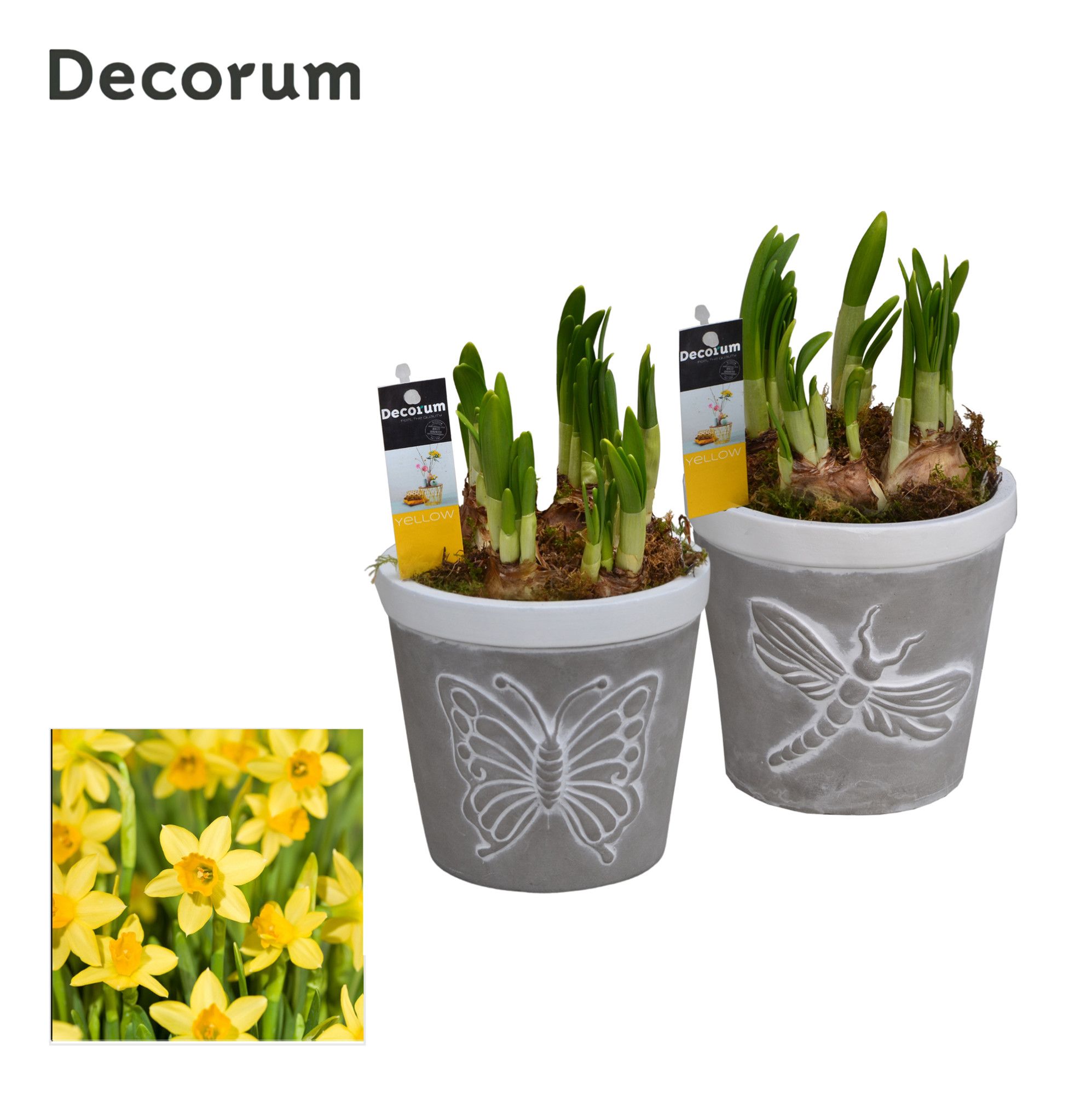 Narcis Flying Nature HL15383N, D 13