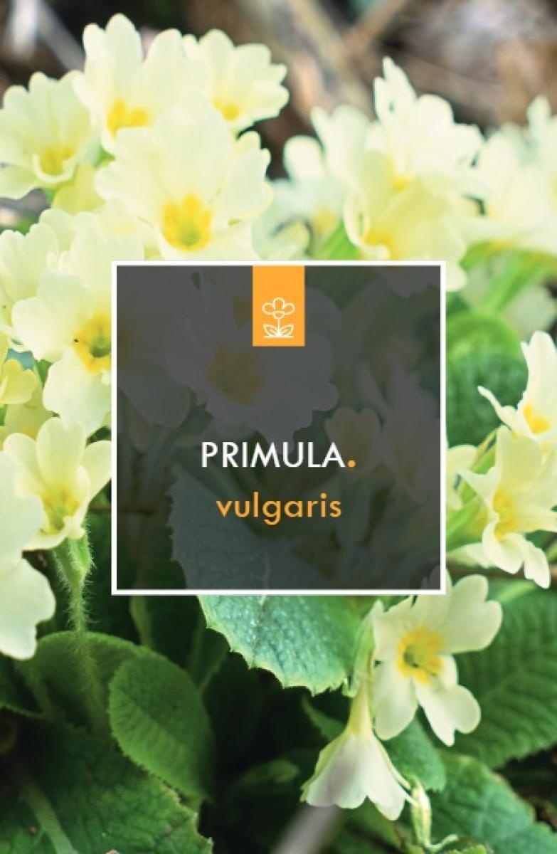 Primula vulgaris, D 17