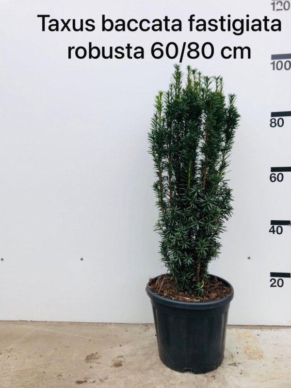 Taxus b. 'Fastigiata Robusta', struik, D 29