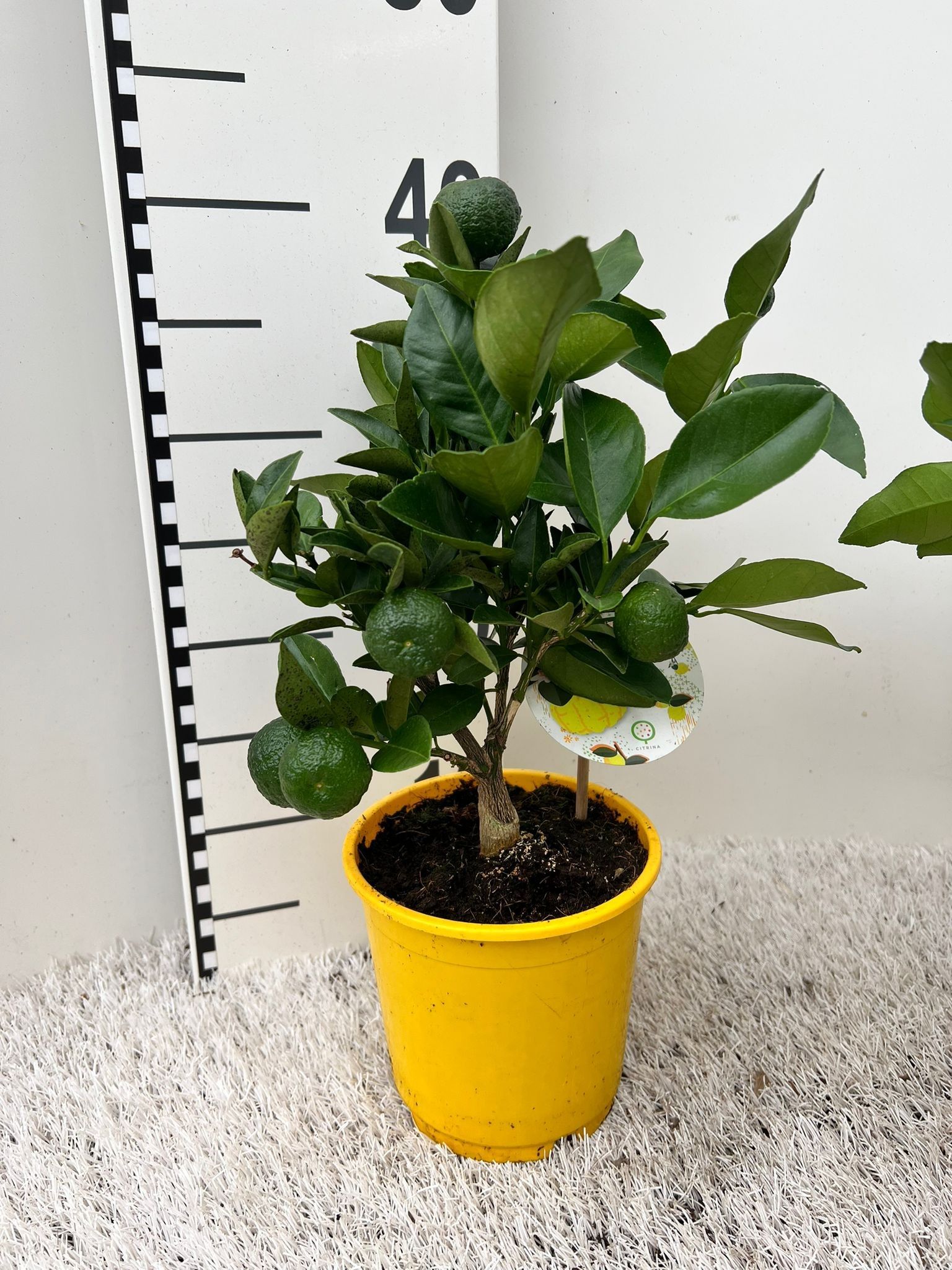 Citrus limetta Pursha medi-stem, D 14