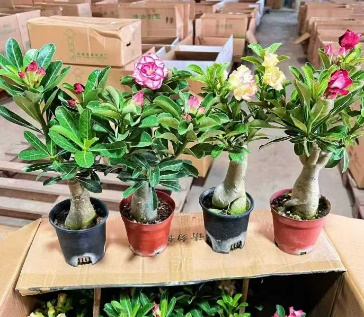 Адениум обезум махровый микс 11 30 (предзаказ)