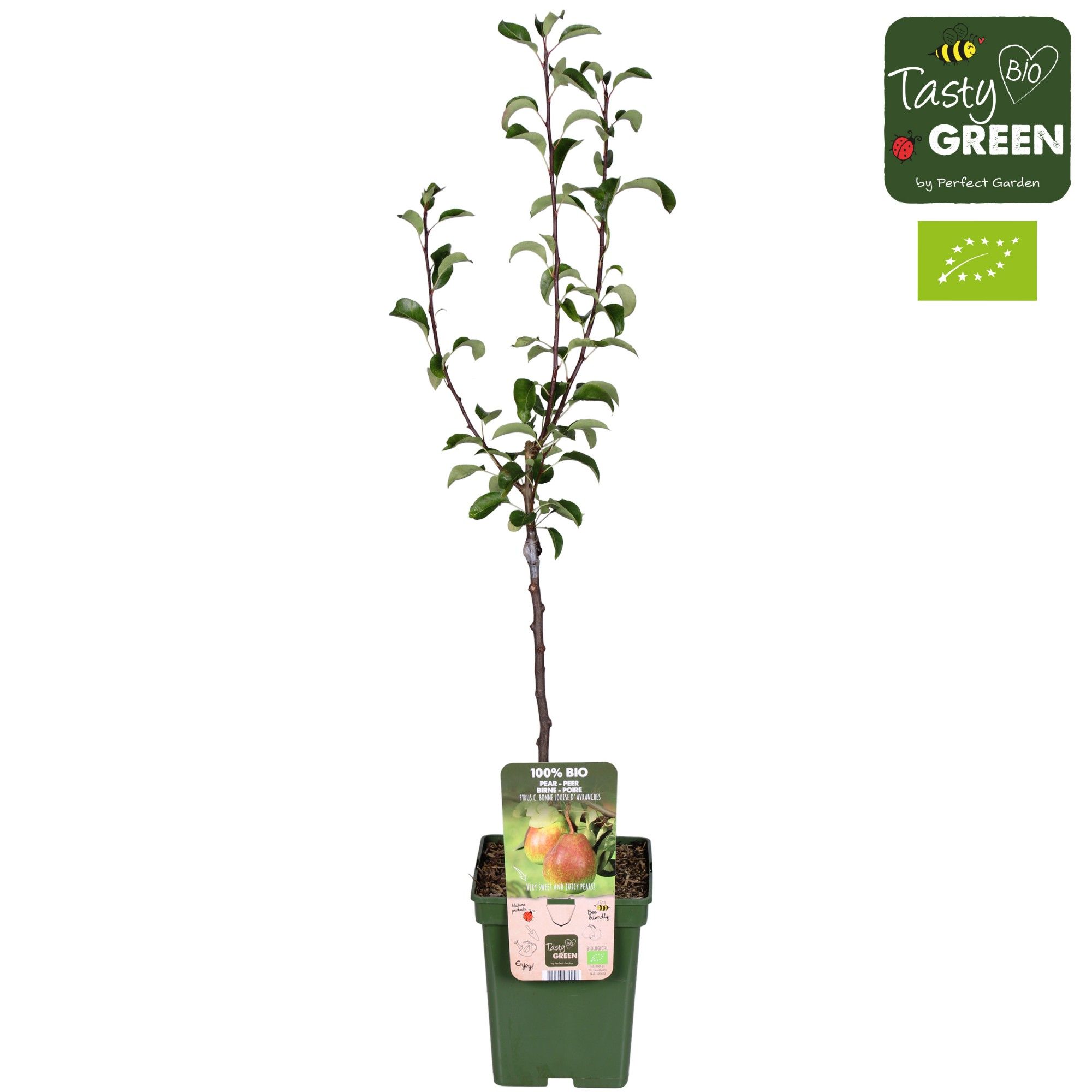 Pyrus com. Bonne Louise dAvranc Bio P23, D 23 cm