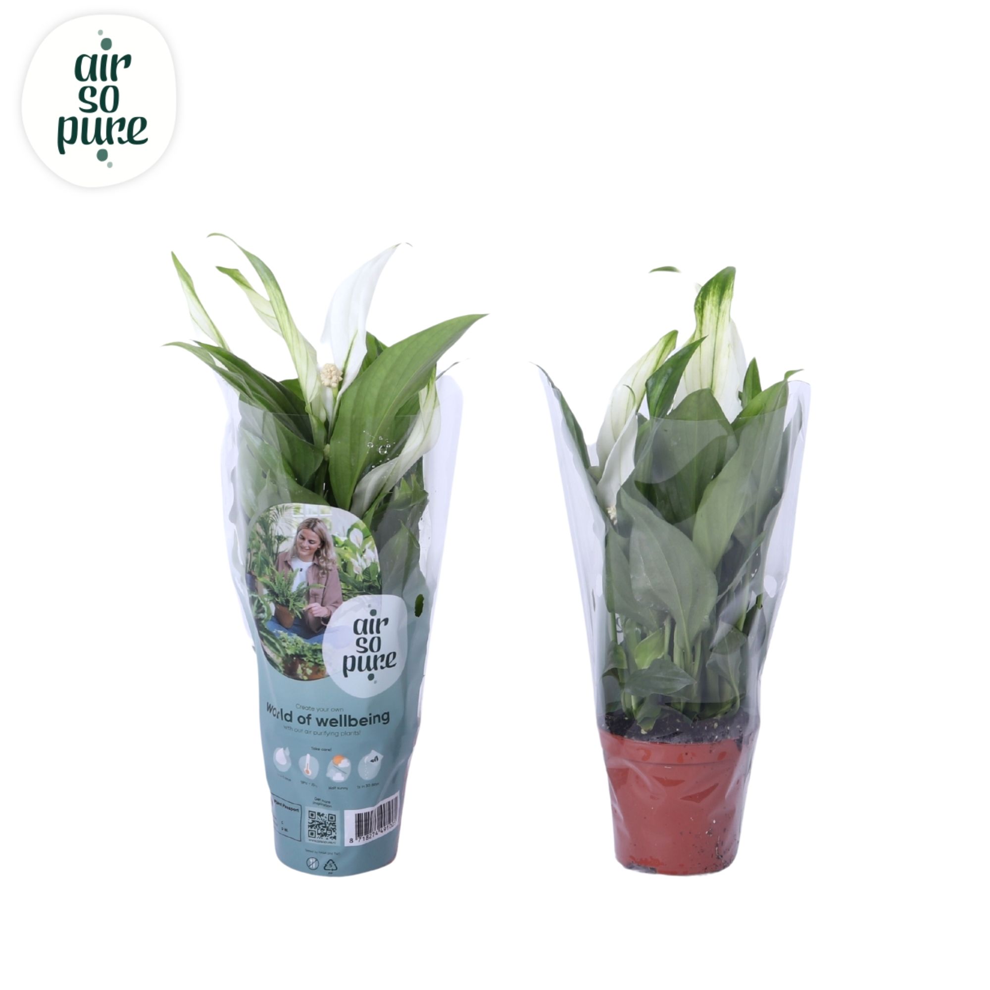 Air So Pure - Spathiphyllum Pearl Cupido 7cm, D 7 cm Air So Pure - Spathiphyllum Pearl Cupido 7cm, D 7 cm