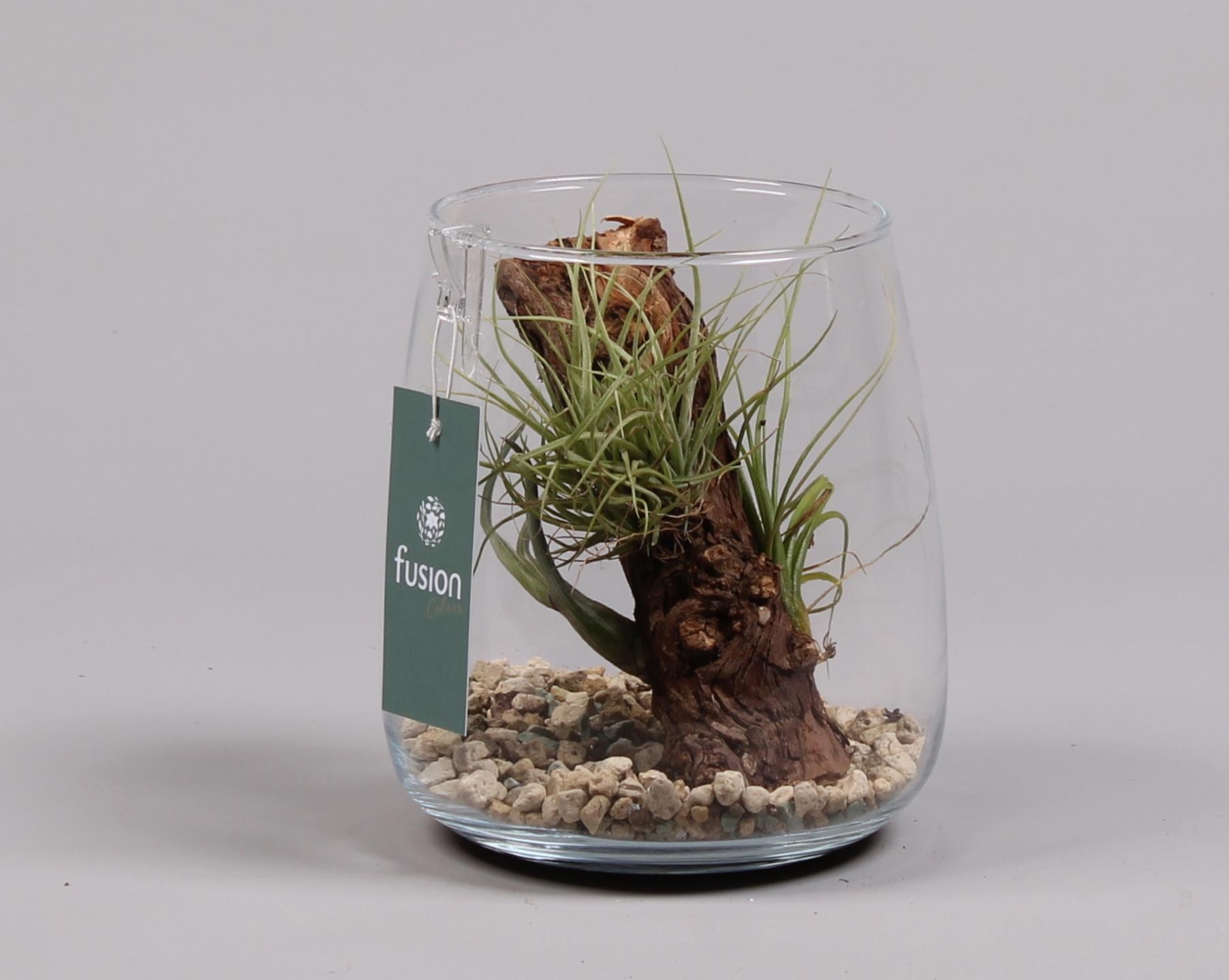Glas Alzada met Tillandsia Air Plants, D 15