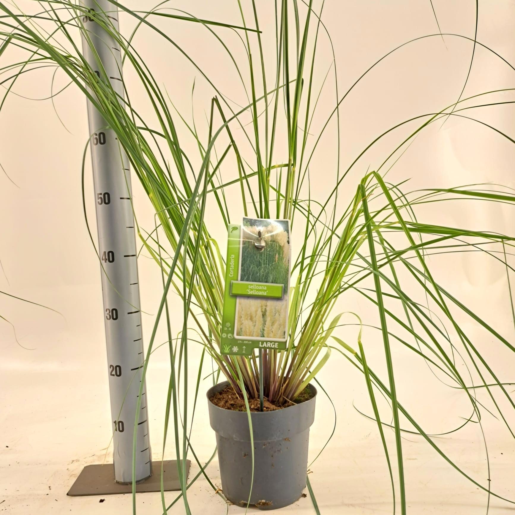 Cortaderia selloana, D 19