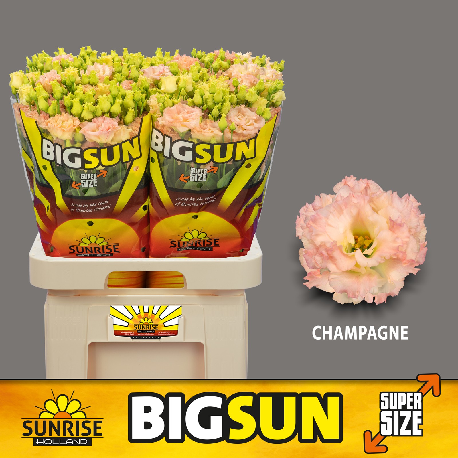 Эустома Алисса Шампань 70 (светло-роз.), шт.