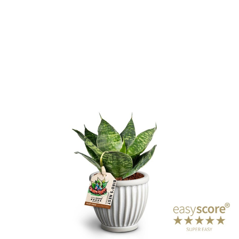 SANSEVIERIA TRIFASCIATA 40633219 Athena 'HAHNII', D 7 cm