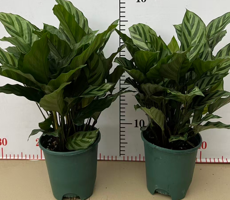 Калатея 0.35 галлон оф эмеральд лифс 12 30