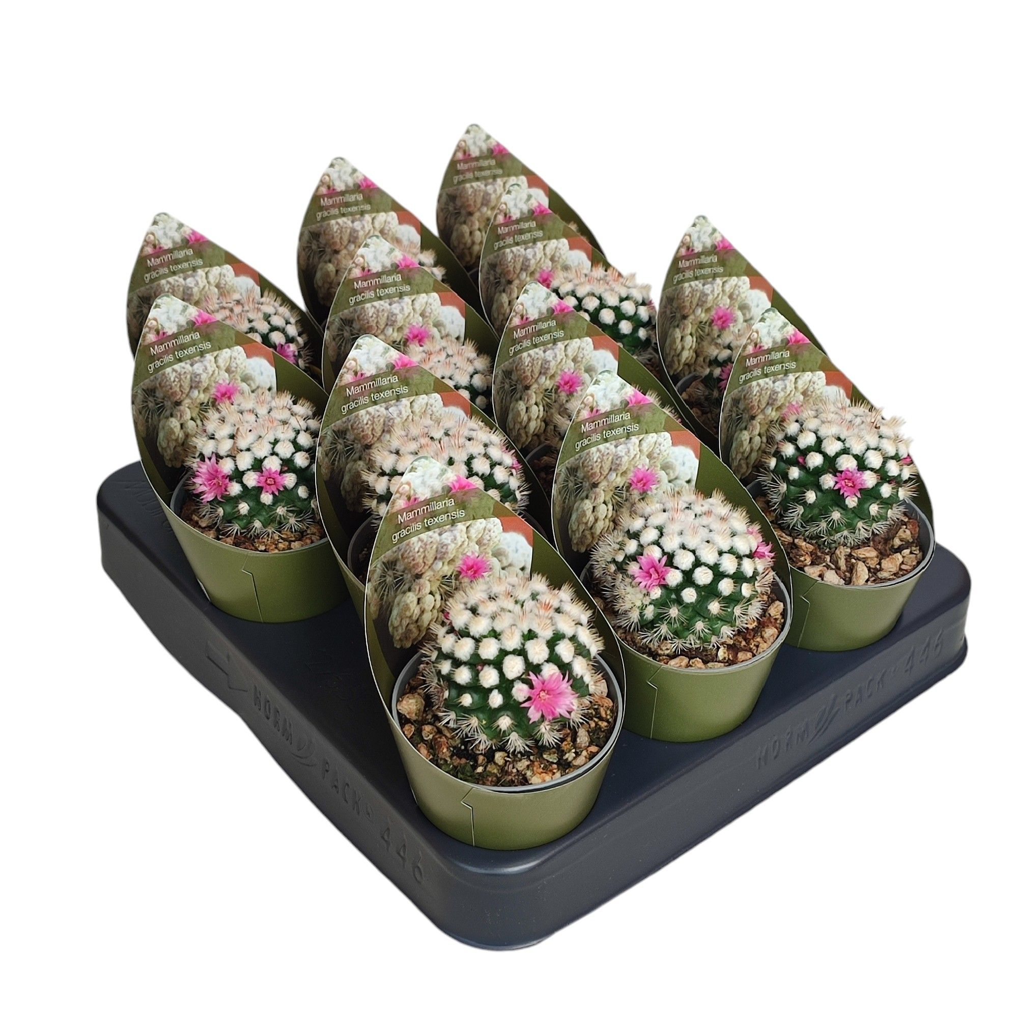 MAMMILLARIA GRACILIS TEXENSIS - POT Ø 6,5 WITH POTCOVER (CACTUS), D 6,5 cm