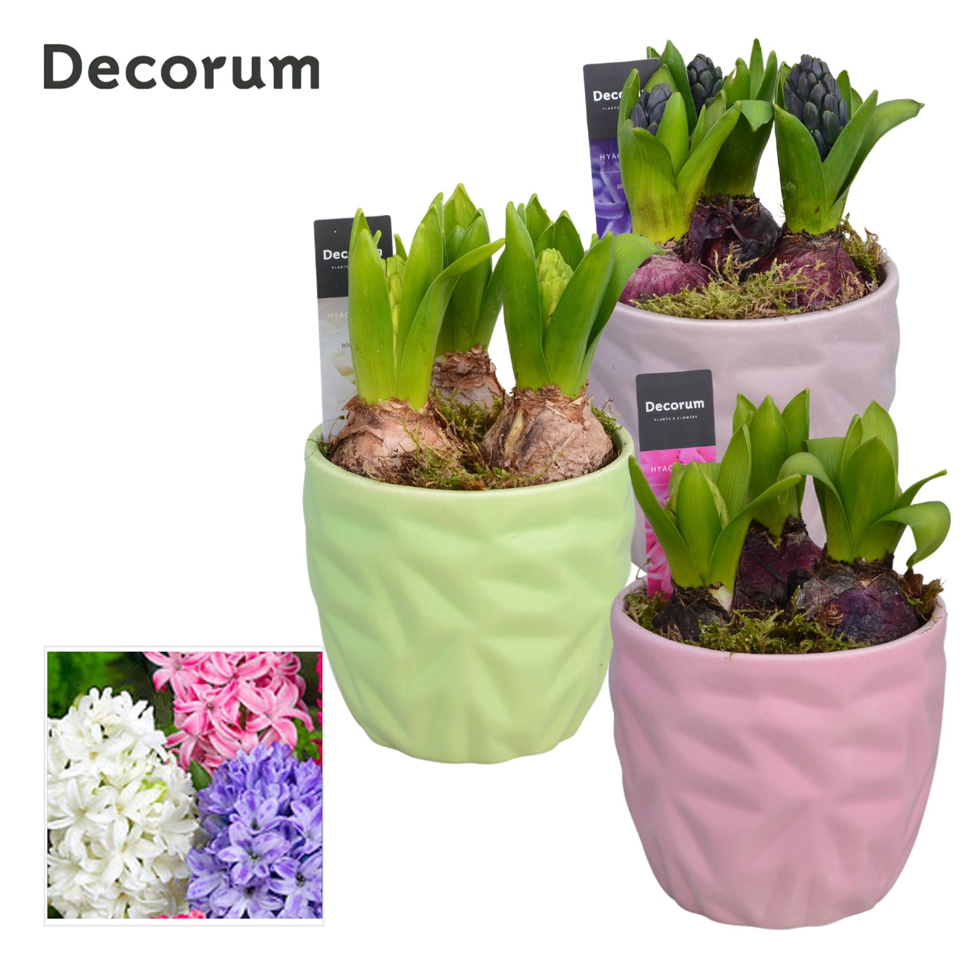 Hyacint Natural Colour HL18463 [LOVELY COLORS], D 13