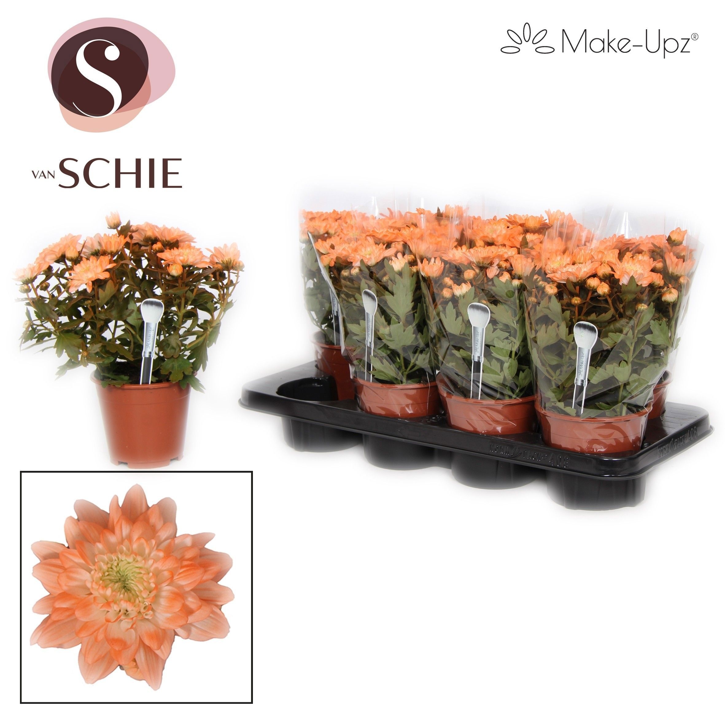 Chrysanne Grandezza Make-Upz® Orange, D 13 cm Chrysanne Grandezza Make-Upz® Orange, D 13 cm