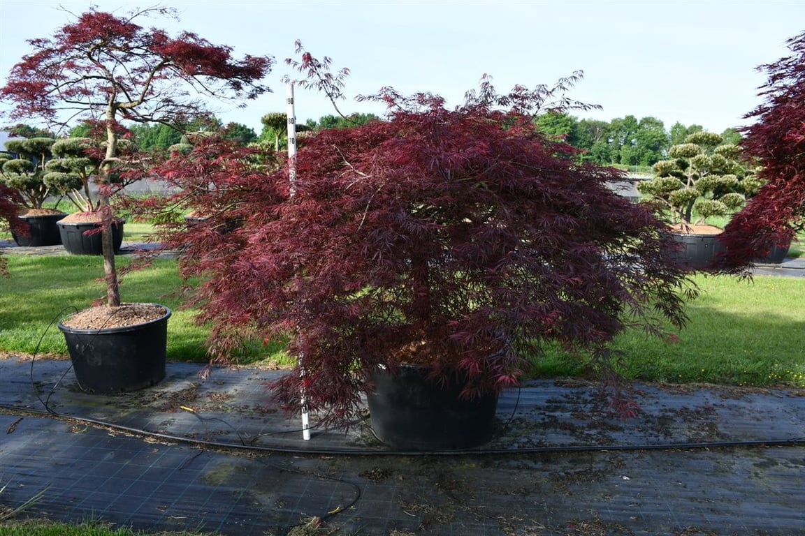 Acer pal. 'Crimson Queen', D 90